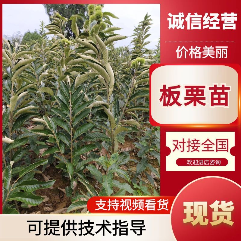 嫁接大红袍良种板栗苗，现挖现发鲜苗，免费技术指导
