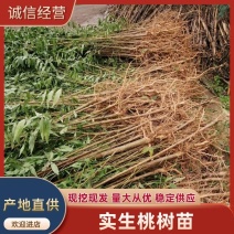 实生桃苗，现挖现发，鲜苗可用嫁接桃李枮木或占地等