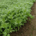 光杆茼蒿种子500g散装四季小叶茼蒿籽丰产美味皇帝菜四季
