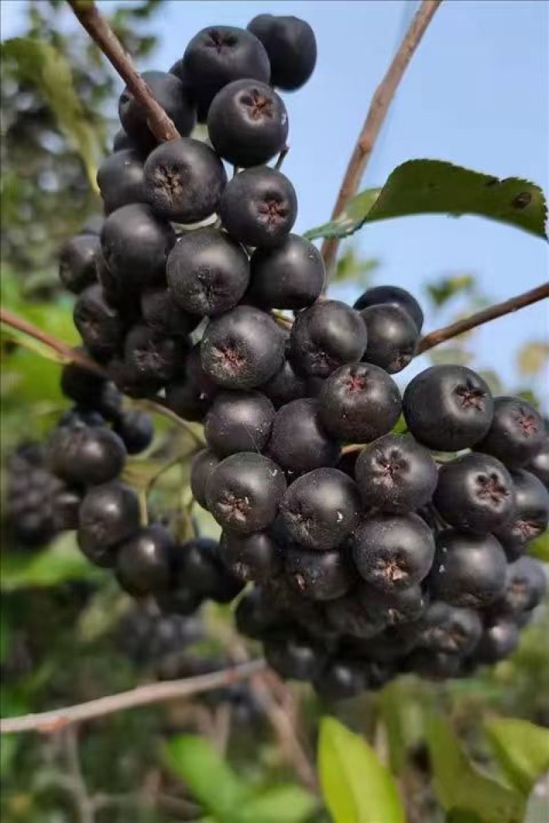 花楸果苗黑果腺肋花楸苗量大质优价格优惠欢迎咨询采购