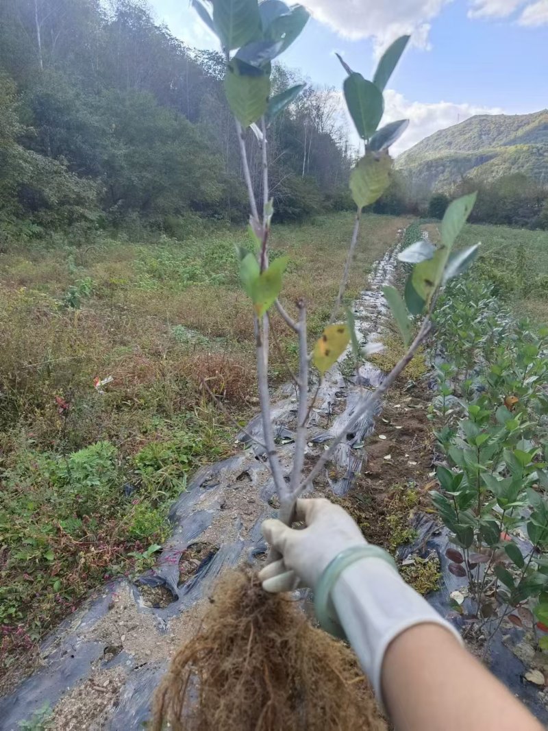 花楸果苗黑果腺肋花楸苗量大质优价格优惠欢迎咨询采购