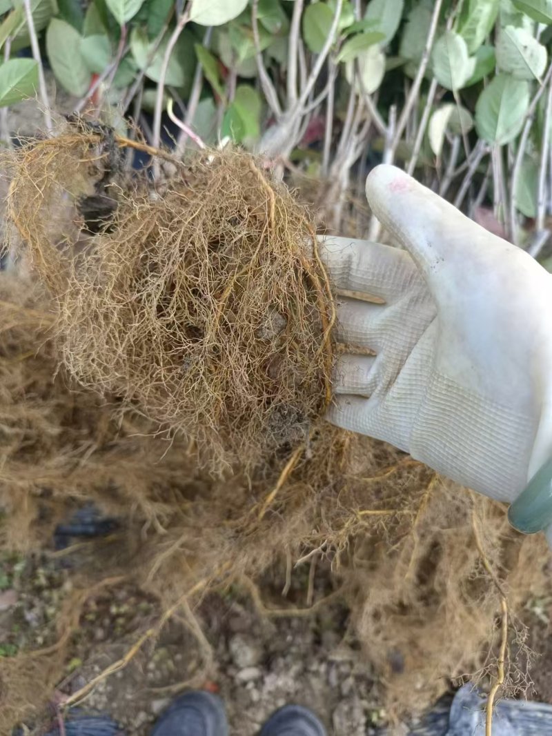花楸果苗黑果腺肋花楸苗量大质优价格优惠欢迎咨询采购
