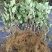 花楸果苗黑果腺肋花楸苗量大质优价格优惠欢迎咨询采购