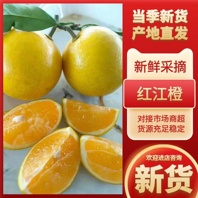 精品红江橙一手货源新鲜采摘量大从优质量保证欢迎咨询