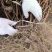 蓝靛果树苗基地供应量大质优价格优惠一手货源欢迎采购