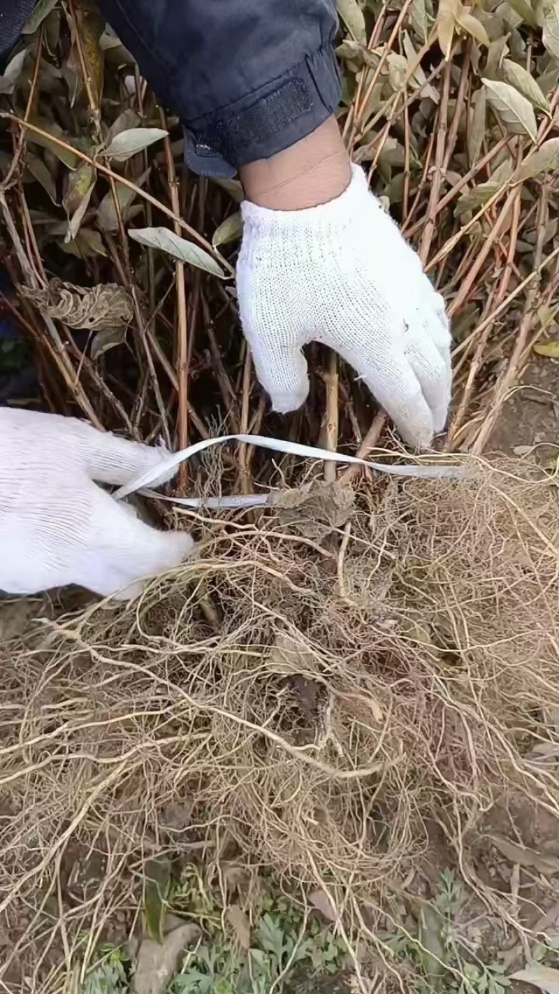 蓝靛果树苗基地供应量大质优价格优惠一手货源欢迎采购