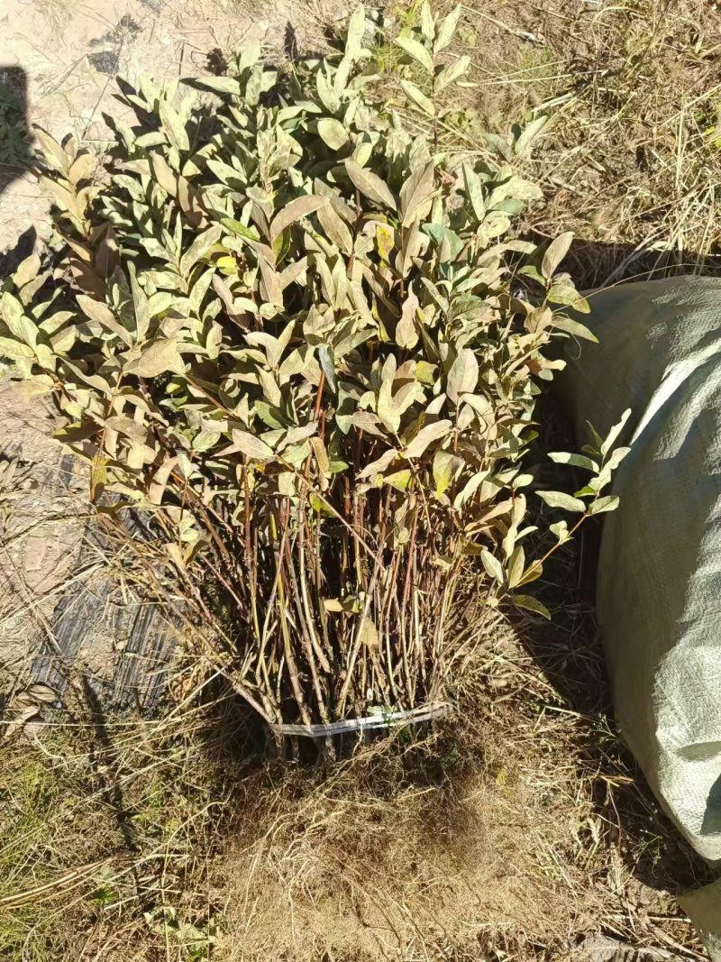 蓝靛果树苗基地供应量大质优价格优惠一手货源欢迎采购