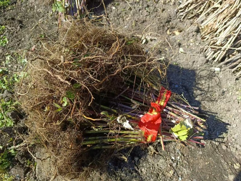树莓苗基地供应规格齐全价格优惠欢迎各大老板前来采购