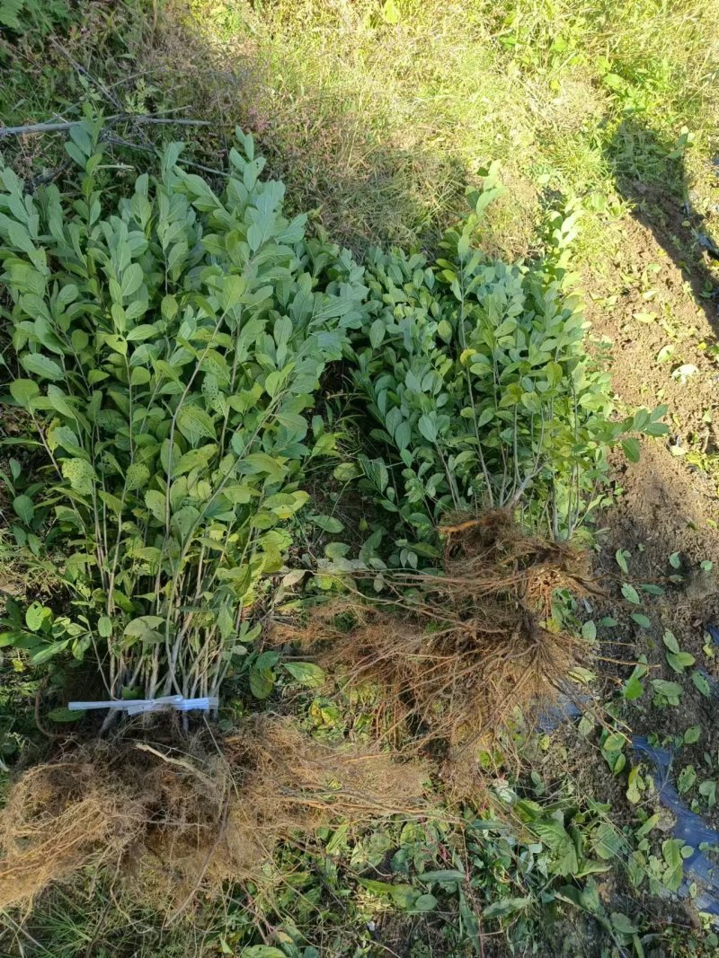 钙果苗基地供应量大质优一手货源支持视频看货