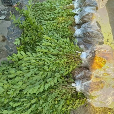 钙果苗基地供应量大质优一手货源支持视频看货