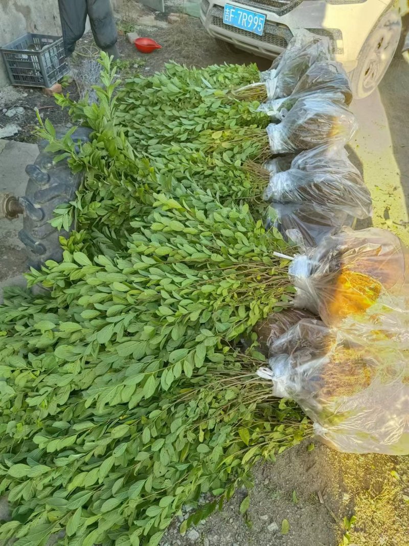 钙果苗基地供应量大质优一手货源支持视频看货