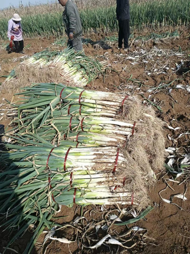 新鲜长白大葱上市了产地直发一手货源量大价优欢迎致电