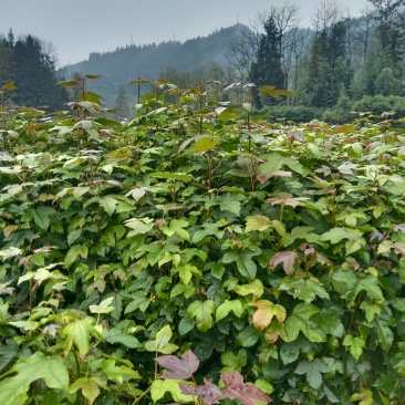 湖北枫香树苗/树苗/枫香树苗/产地直发量大质优