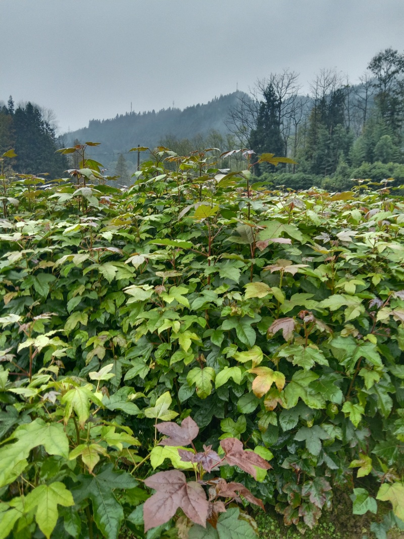 湖北枫香树苗/树苗/枫香树苗/产地直发量大质优