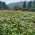 湖北枫香树苗/树苗/枫香树苗/产地直发量大质优