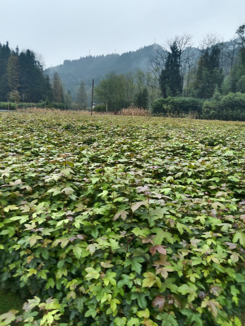 湖北枫香树苗/树苗/枫香树苗/产地直发量大质优