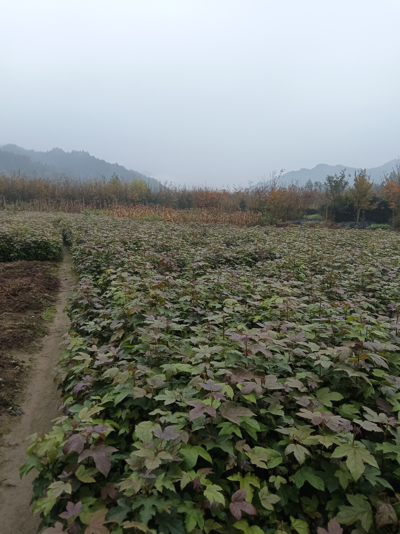 湖北枫香树苗/树苗/枫香树苗/产地直发量大质优
