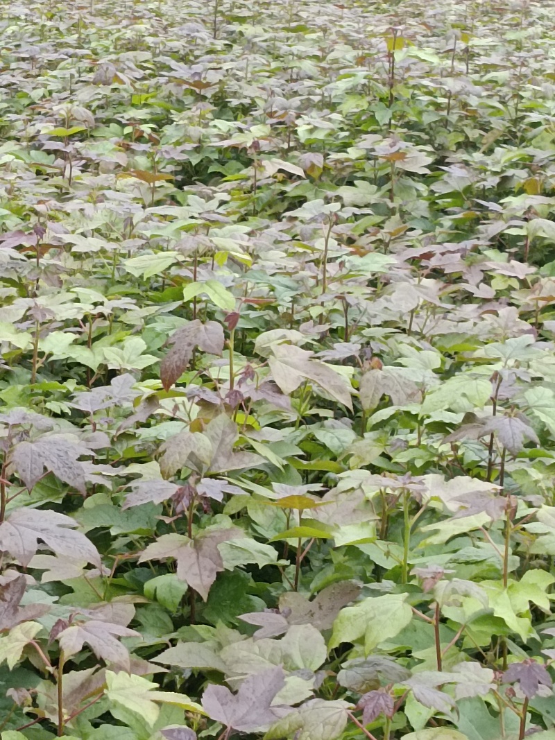 湖北枫香树苗/树苗/枫香树苗/产地直发量大质优