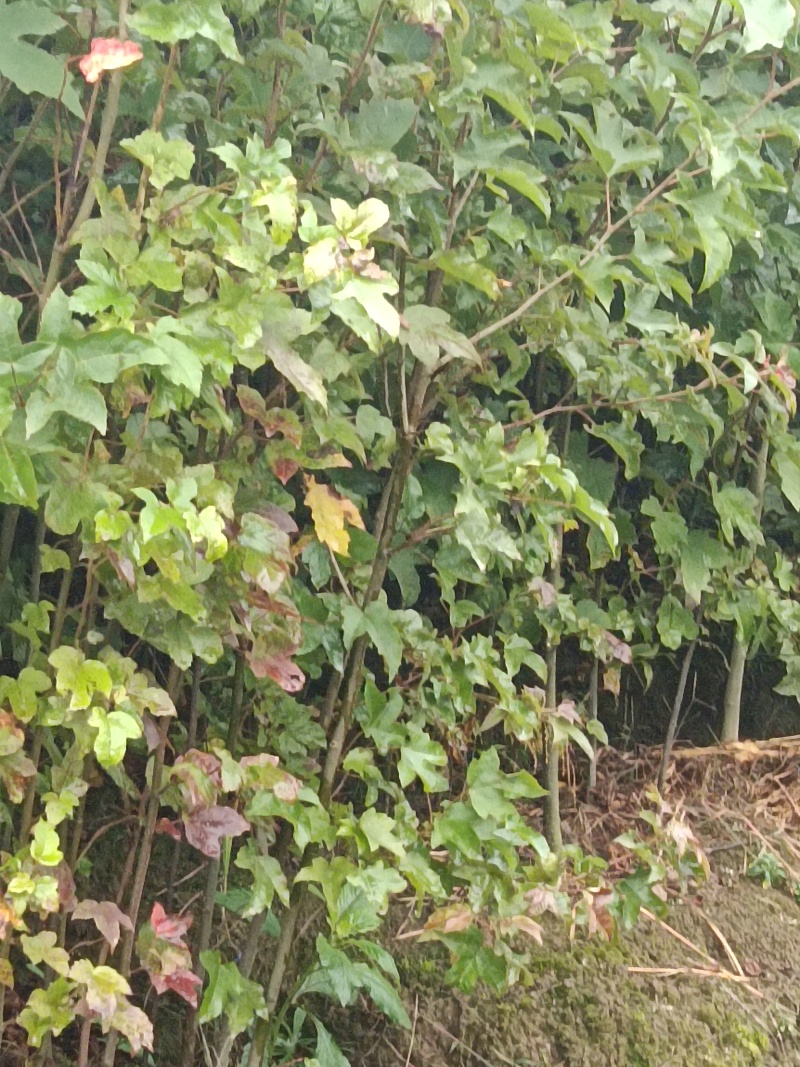 湖北枫香树苗/树苗/枫香树苗/产地直发量大质优