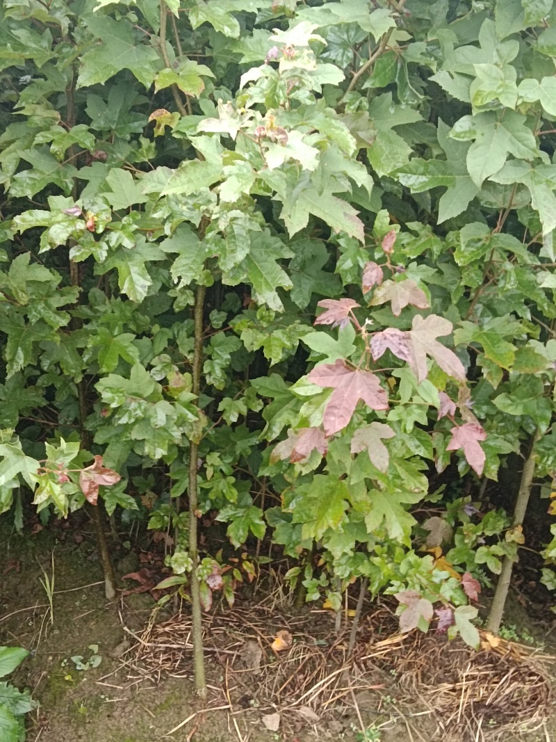 湖北枫香树苗/树苗/枫香树苗/产地直发量大质优