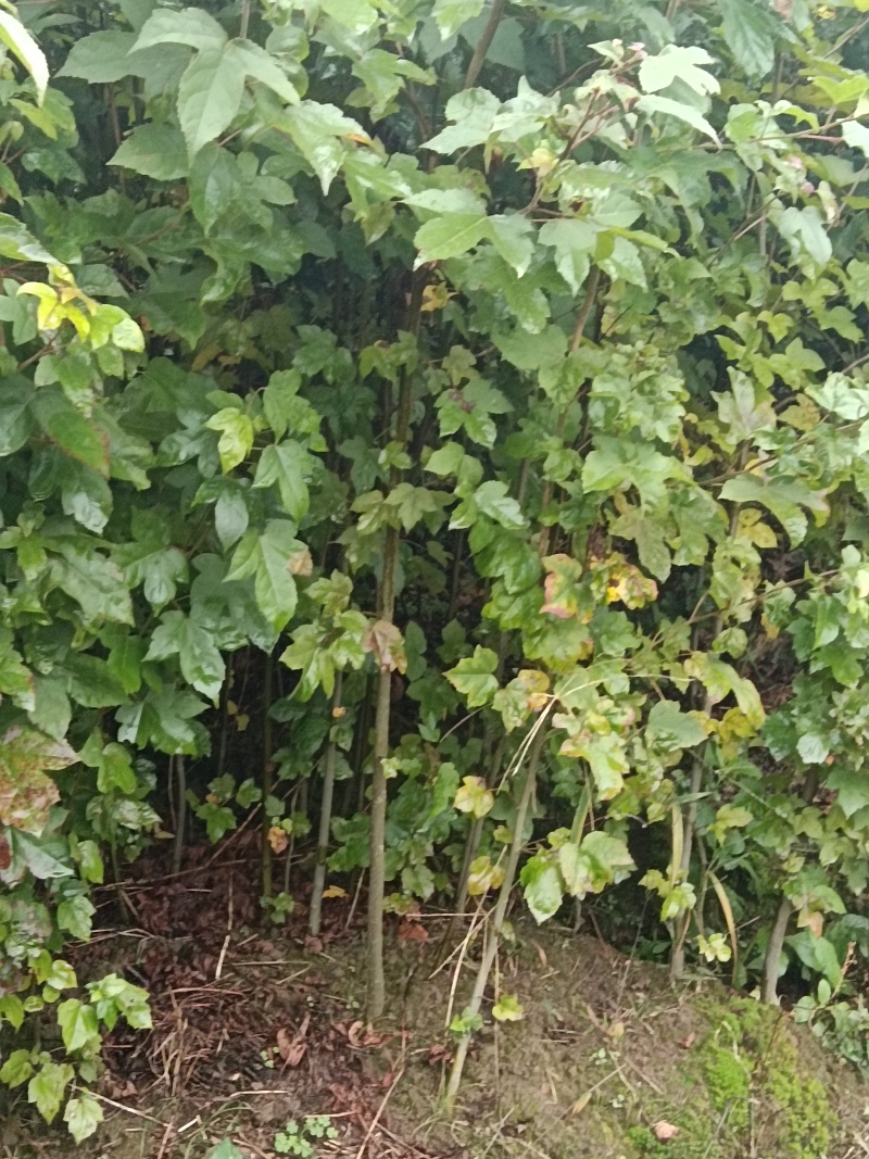 湖北枫香树苗/树苗/枫香树苗/产地直发量大质优