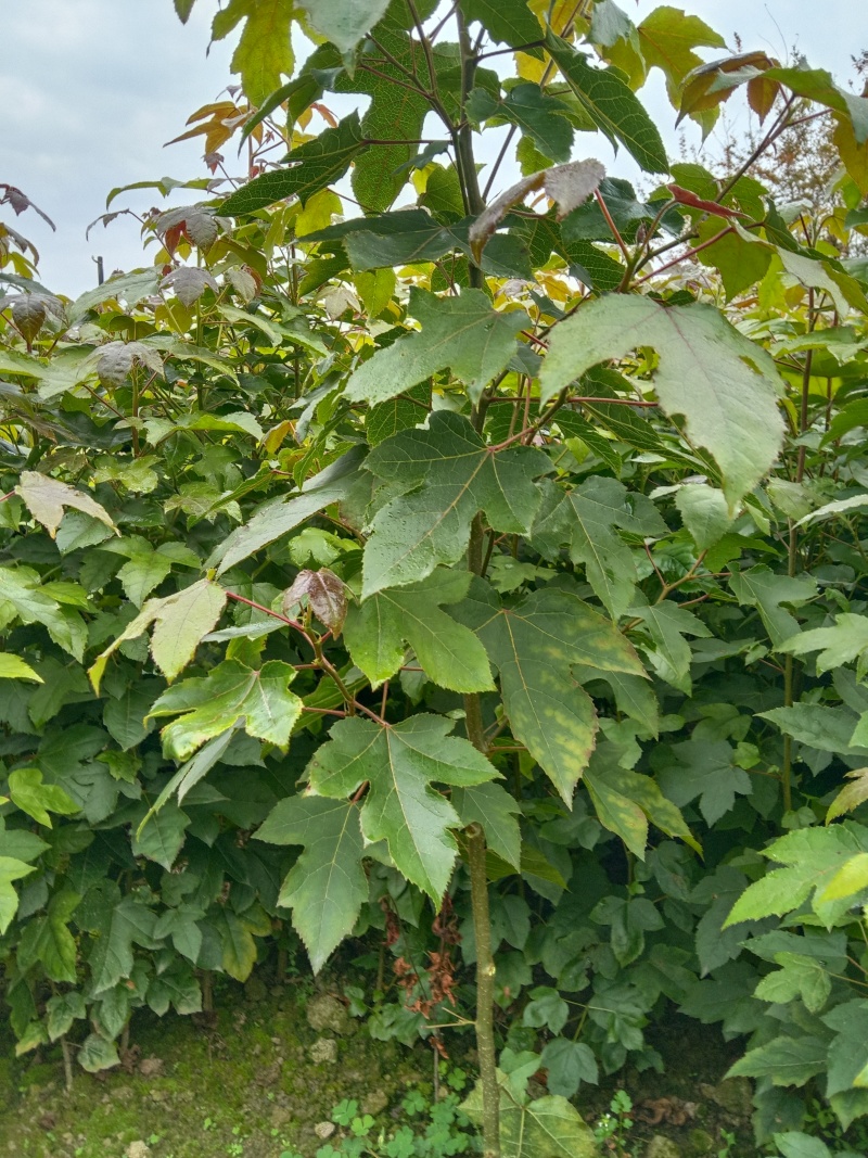 湖北枫香树苗/树苗/枫香树苗/产地直发量大质优