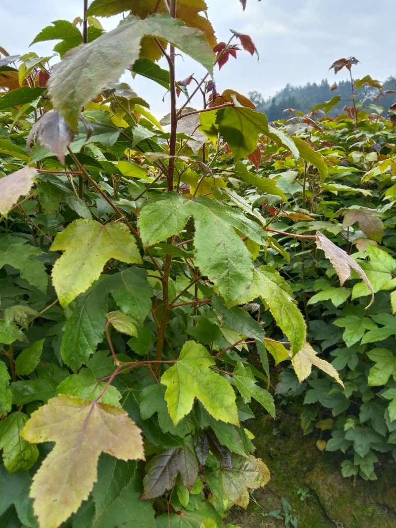 湖北枫香树苗/树苗/枫香树苗/产地直发量大质优