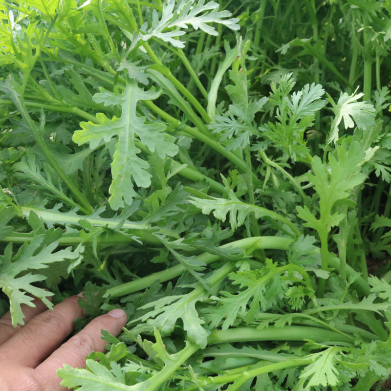 光杆茼蒿种子500g散装四季小叶茼蒿籽丰产美味皇帝菜四季