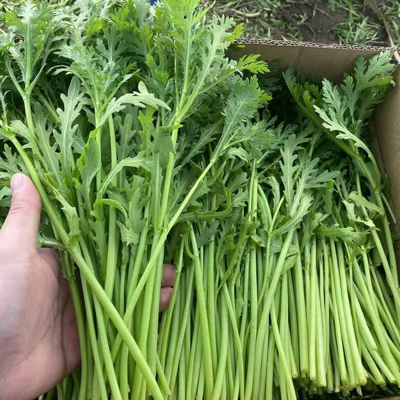 光杆茼蒿种子500g散装四季小叶茼蒿籽丰产美味皇帝菜四季