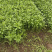 光杆茼蒿种子500g散装四季小叶茼蒿籽丰产美味皇帝菜四季