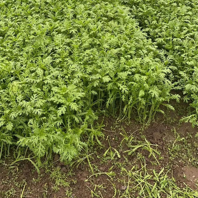 光杆茼蒿种子500g散装四季小叶茼蒿籽丰产美味皇帝菜四季