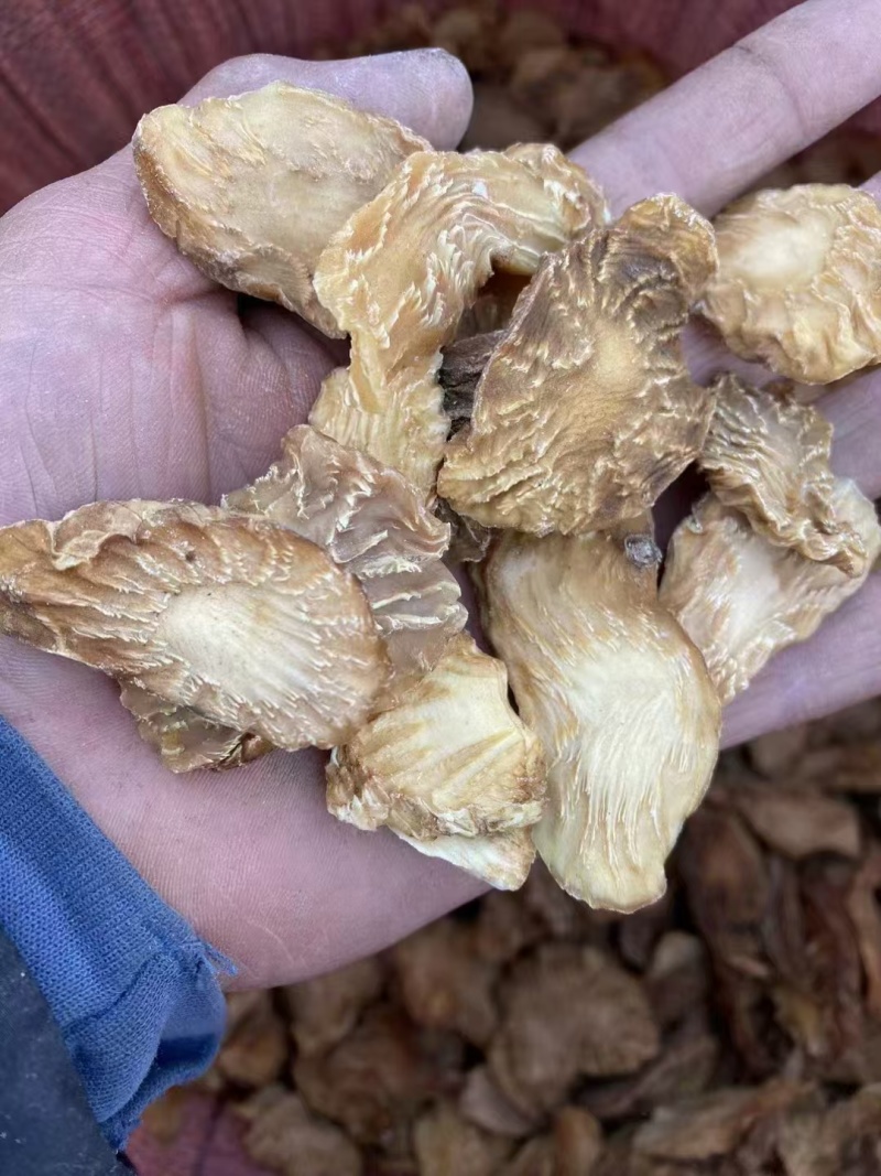 肉苁蓉切片新疆特产软质油苁蓉圆切片泡茶泡水喝沙漠宝包邮批