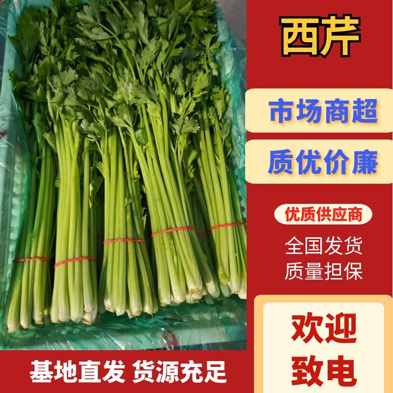 精品优质西芹，大棚蔬菜五指粗细，量大，质量保证