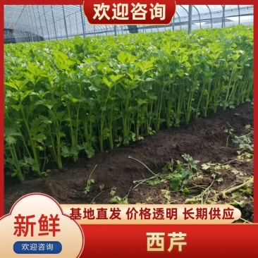 沂水县芹菜，60公分左右，小棵西芹，五指粗细，优质西芹