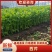 沂水县芹菜，60公分左右，小棵西芹，五指粗细，优质西芹