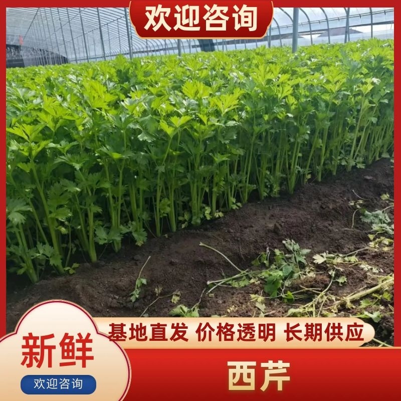 沂水县芹菜，60公分左右，小棵西芹，五指粗细，优质西芹
