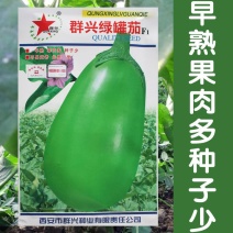群兴绿罐茄种子早熟果色深绿果肉多耐老化