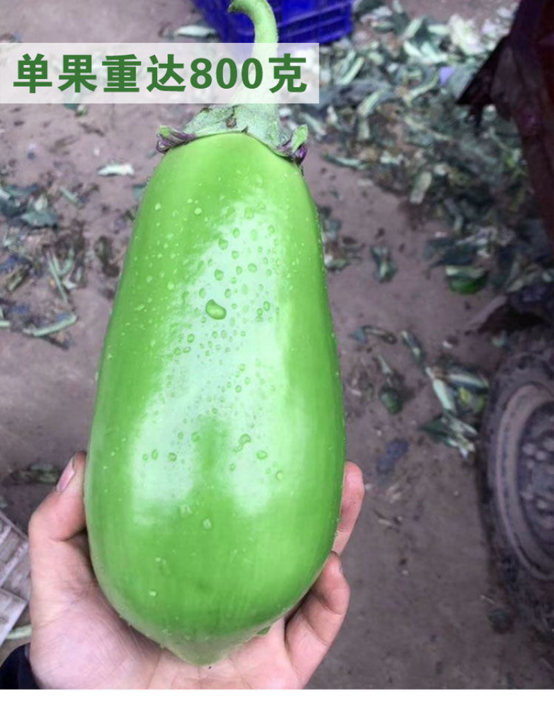 群兴绿罐茄种子早熟果色深绿果肉多耐老化
