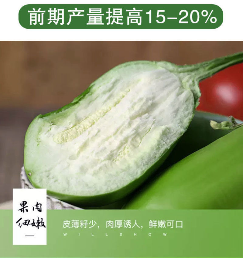 群兴绿罐茄种子早熟果色深绿果肉多耐老化