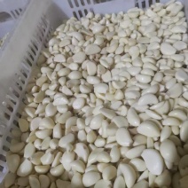 山东金乡精品蒜芯米大蒜颗粒去皮蒜米大蒜子欢迎客商电联