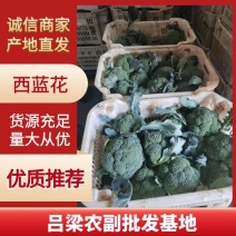 西兰花山西西兰花一手货源对接商超档口可视频欢迎下单