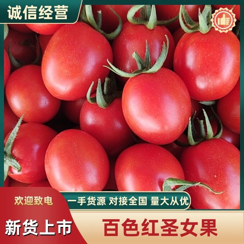 广西百色圣女果大量上市中规格齐全品质好量大价优欢迎来电