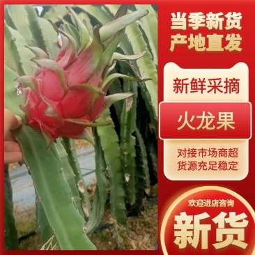 广西火龙果大量上市了，统货，分级都有货