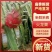 广西火龙果大量上市了，统货，分级都有货