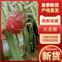 广西火龙果开始上市了欢迎各位客商来收购