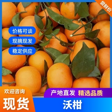 【推荐】广西武鸣沃柑大量有货一手货源对接商超批发市场