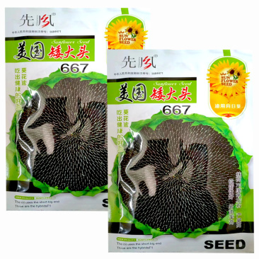 美国矮大头油葵种子667葵花种子出油高高产向日葵籽