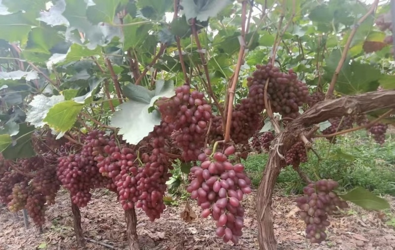 克伦生葡萄产地一手货源，规格齐全，优先对接果汁厂加工厂