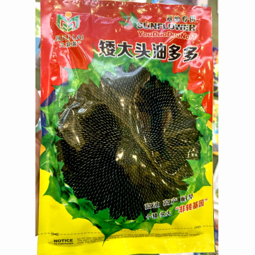 矮大头油多多葵花籽高产高油出油率高抗倒抗旱