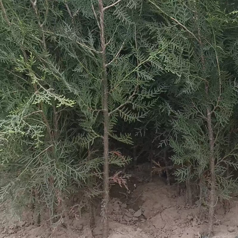 侧柏大量现货供应，可视频看货，欢迎来电洽谈合作